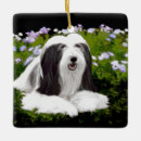 Zoek naar bearded collie ornamenten Beardie