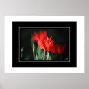 Recherche de tulipe rouge posters Fleurs
