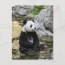 Recherche de panda géant cartes postales Ours