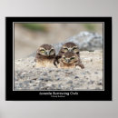 Zoek naar baby uil posters Vogel
