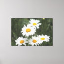 Recherche de marguerite blanche toiles Pour tous