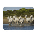 Recherche de cheval camargue magnets Blanc