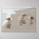 Zoek naar watervogels kunst Kust