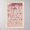 Recherche de champignon vintage art Français