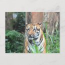 Recherche de tigre de bengale Safari