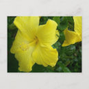 Recherche de ketmie cartes postales Tropical