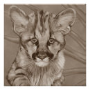 Recherche de chatons mignons posters Toute personne