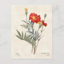 Recherche de marigot cartes postales Fleur