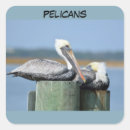 Recherche de pelican autocollants Nature