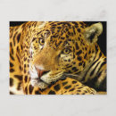 Recherche de jaguar sauvage cartes postales Félin