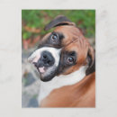 Recherche de chien boxer cartes postales Dog