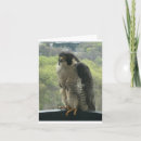 Recherche de faucon vœux cartes Rapace