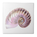 Recherche de nautilus carreaux Coquille de nautilus