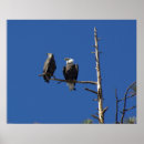 Recherche de rapaces posters Symbole américain