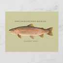 Recherche de truite arc en ciel cartes postales Poisson