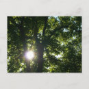 Recherche de arbres cartes postales Soleil
