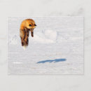 Zoek naar vos sneeuw posters Springen
