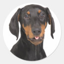 Recherche de pinscher autocollants Drôle