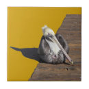 Zoek naar pelikanen tegels Pelikaans