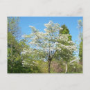 Recherche de dogwood cartes postales Arbres