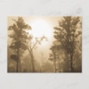 Recherche de fog cartes postales Forest