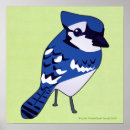Zoek naar bluejay Zangvogel