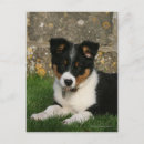 Recherche de border collie cartes postales Dog