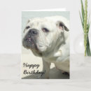 Recherche de bouledogue vœux cartes Bulldog