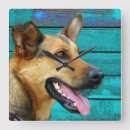 Recherche de shepherd horloges Chiot