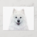 Zoek naar samoyed briefkaarten Puppy