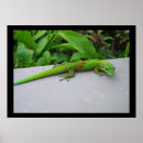 Recherche de gecko posters Animal