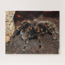 Zoek naar spin puzzels Spooky