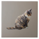 Recherche de chat tigré chat carreaux Animal
