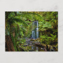 Zoek naar rainforest briefkaarten Woodland