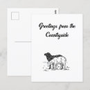 Recherche de petit agneau cartes postales Pour tous