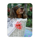 Recherche de teckel maison magnets Chien