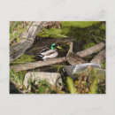 Zoek naar ontdekking briefkaarten Natuur