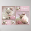 Recherche de pelucheux art Ragdoll