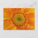 Zoek naar oranje gerbera uitnodigingen Sinaasappel