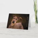 Zoek naar irish terrier kaarten Hond