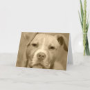 Recherche de staffie vœux cartes Pitbull