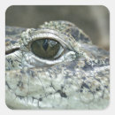 Recherche de oeil reptile autocollants Crocodile