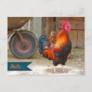 Recherche de coq photographie Agriculture