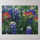 Recherche de de lupin posters Fleur