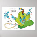 Zoek naar biologie diagram posters Microbiologie