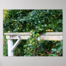 Recherche de pear posters De