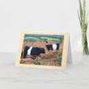 Recherche de boeuf vœux cartes Bétail