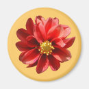 Recherche de dahlia magnets Rouge