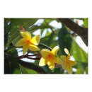 Recherche de fleurs tropicales posters Flore