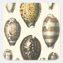 Zoek naar gevormde etiketten Schelp